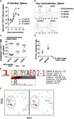 Peptide Centric Vβ Specific Germline Contacts Shape a Specialist T Cell Response